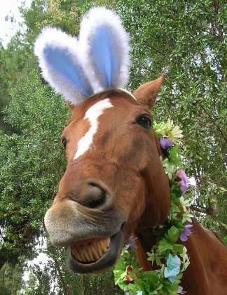 Name:  horse-easter-bunny.jpg
Views: 297
Size:  32.5 KB