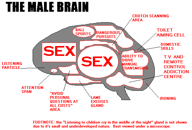 Name:  male_brain.gif
Views: 230
Size:  10.8 KB