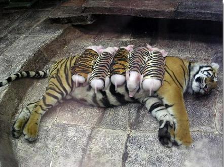 Name:  depressed mother tiger.jpg
Views: 1162
Size:  36.1 KB