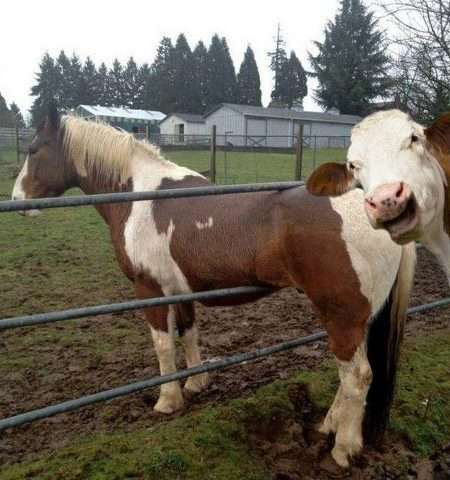 Name:  laughing cow.jpg
Views: 172
Size:  30.2 KB