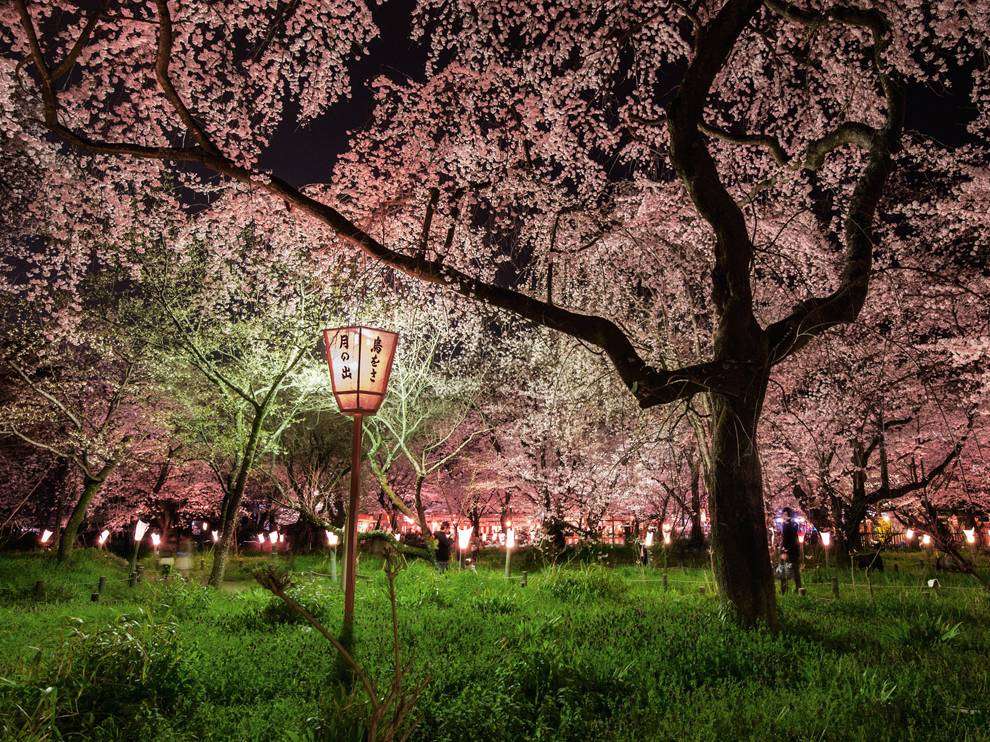 Name:  cherry-blossoms-japan-cook-jenshel_65142_990x742.jpg
Views: 268
Size:  207.2 KB