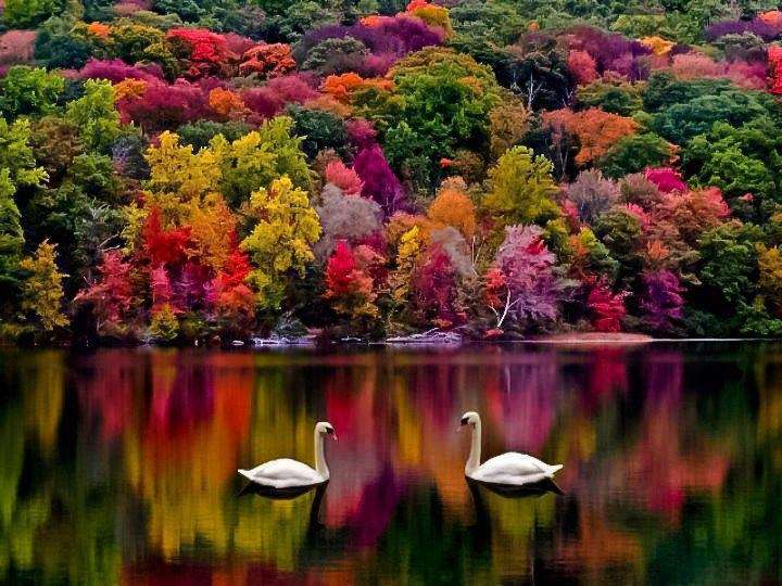 Name:  swans and color.JPG
Views: 405
Size:  74.8 KB