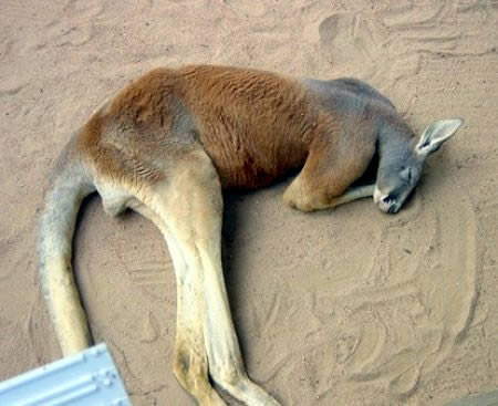 Name:  cute-kangaroo-taking-a-nap[1].jpg
Views: 499
Size:  31.2 KB