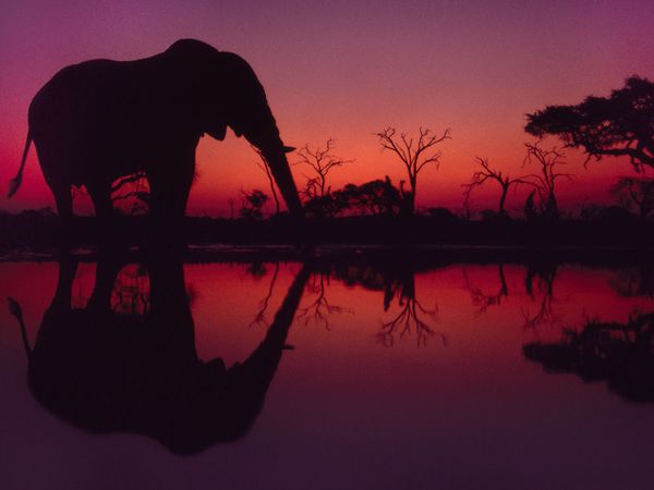 Name:  elephant-africa-lanting_49038_600x450[1].jpg
Views: 274
Size:  21.6 KB