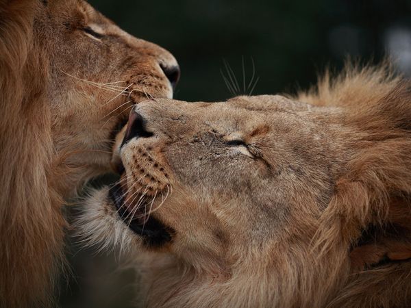 Name:  lion-brothers-close-up_12661_600x450[1].jpg
Views: 474
Size:  51.8 KB