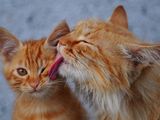 Name:  2008-07-15-0079475_23299_160x120[1].jpg
Views: 298
Size:  4.5 KB