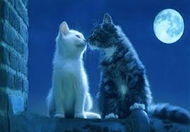 Name:  images (8).jpg
Views: 382
Size:  6.0 KB