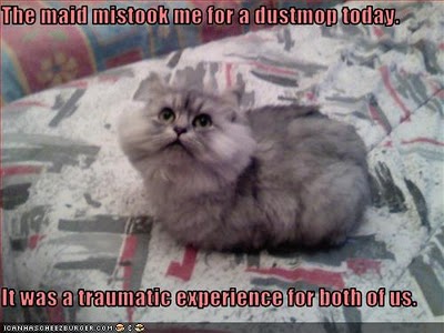 Name:  funny_pictures_cat_looks_like_dustmop_Wacky_Wednesday-s400x300-319026-580.jpg
Views: 7314
Size:  32.0 KB