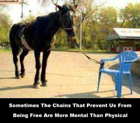 Name:  horse tied to chair.jpg
Views: 1579
Size:  38.9 KB