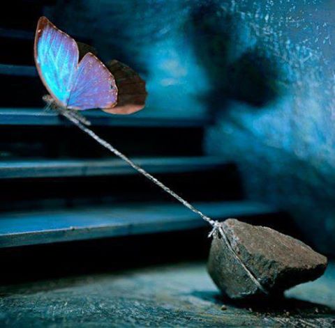 Name:  butterfly pulling stone.jpg
Views: 6431
Size:  32.3 KB