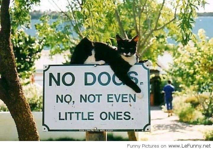 Name:  No-dogs-sign.jpg
Views: 416
Size:  59.2 KB