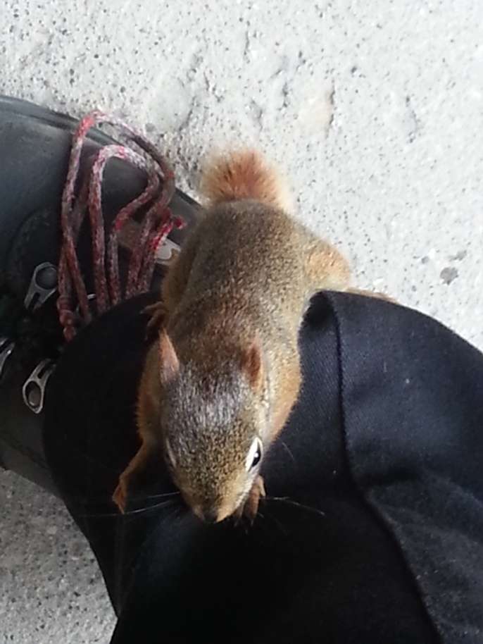 Name:  Baby Squirrel 2.jpg
Views: 271
Size:  58.2 KB