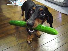 Name:  dogs_like_cucumbers___cucumbers_like_dogs[1].jpg
Views: 232
Size:  9.1 KB