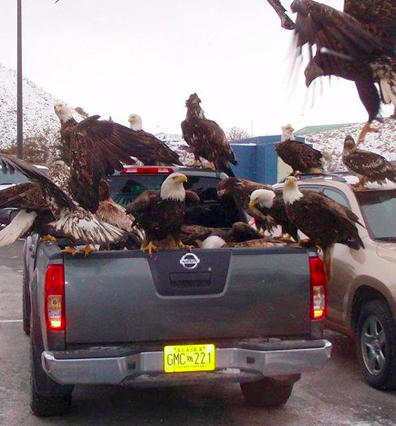 Name:  group-of-eagles-eating-out-of-a-truck.png
Views: 235
Size:  603.6 KB