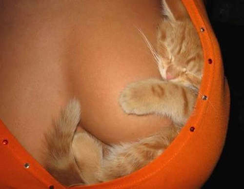 Name:  kitty-bra[1].jpg
Views: 172
Size:  16.0 KB