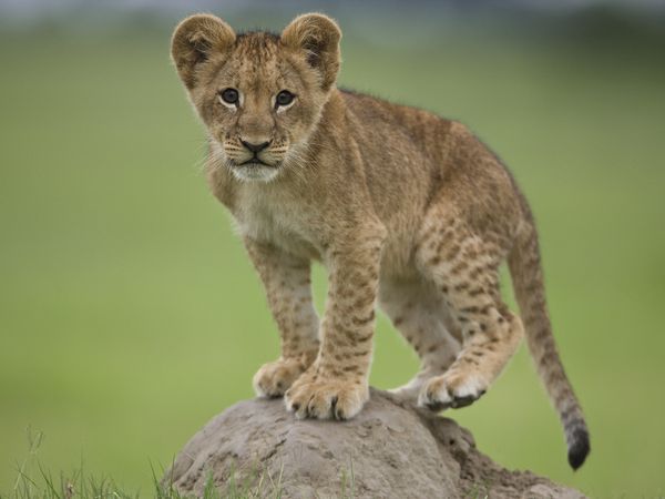 Name:  lion-panthera-leo-duba-ok_29558_600x450.jpg
Views: 210
Size:  28.5 KB