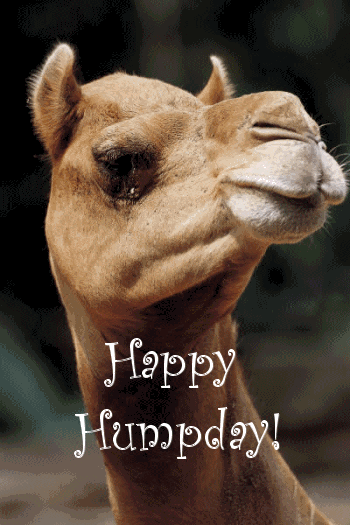 Name:  camel hump day.gif
Views: 461
Size:  96.6 KB