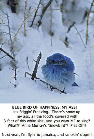 Name:  bluebird hates winter.jpg
Views: 618
Size:  41.1 KB