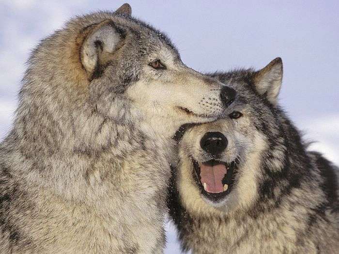 Name:  Playful Wolves.jpg
Views: 447
Size:  60.7 KB