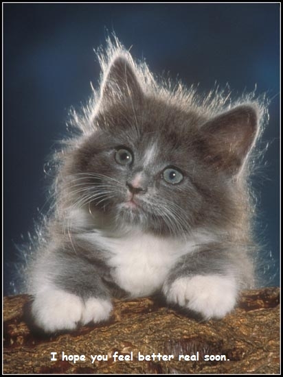Name:  kitten get well.jpg
Views: 191
Size:  97.9 KB