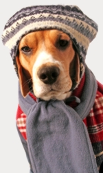 Name:  cold-weather-dog.jpg
Views: 250
Size:  30.6 KB