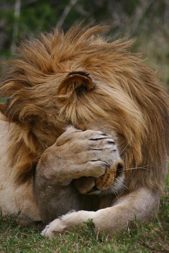 Name:  bashful lion.jpg
Views: 146
Size:  210.5 KB