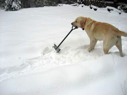 Name:  snow removal doggy.jpg
Views: 134
Size:  32.5 KB