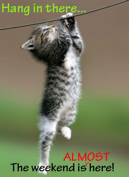 Name:  hang in there kitten.jpg
Views: 162
Size:  45.4 KB