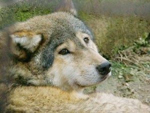 Name:  Sad-wolf-wolves-14634132-300-225.jpg
Views: 705
Size:  24.8 KB
