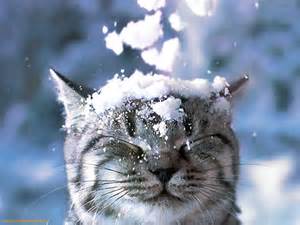 Name:  cat dumped with snow.jpeg
Views: 360
Size:  11.3 KB