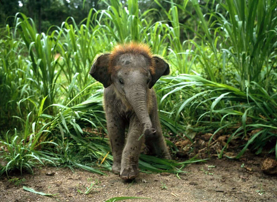 Name:  baby-elephant.jpg
Views: 172
Size:  108.9 KB