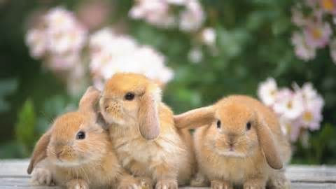 Name:  3 rabbits 2.jpeg
Views: 197
Size:  14.3 KB