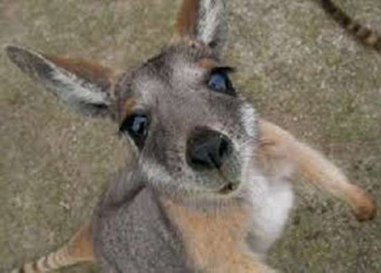 Name:  roo.jpg
Views: 285
Size:  19.0 KB