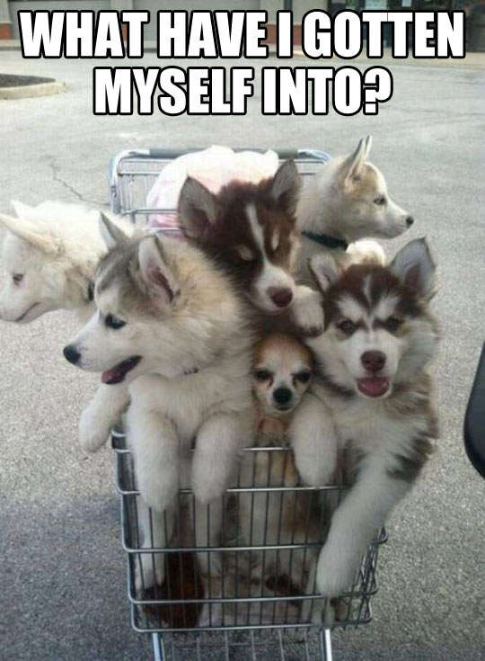 Name:  funny-cart-Huskies-full-dog.jpg
Views: 369
Size:  57.3 KB