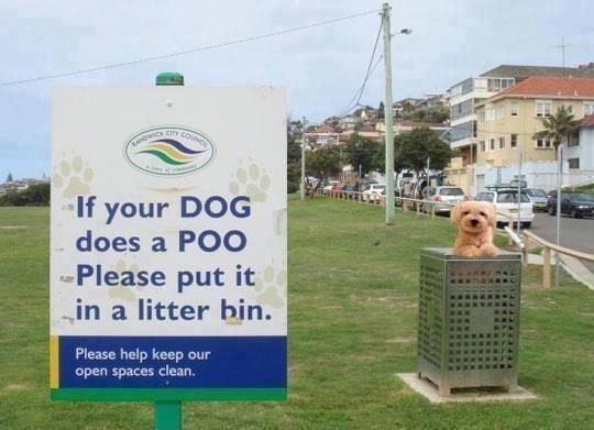 Name:  dog poo.jpg
Views: 163
Size:  35.5 KB