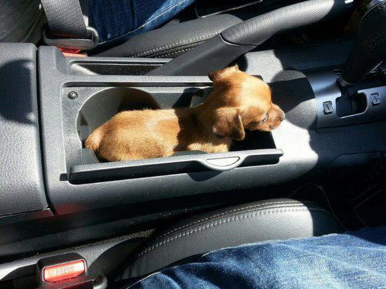 Name:  pup holder.jpg
Views: 190
Size:  49.2 KB