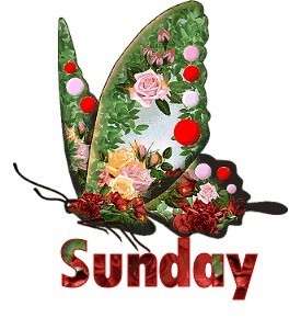 Name:  sunday-butterfly.jpg
Views: 398
Size:  13.2 KB