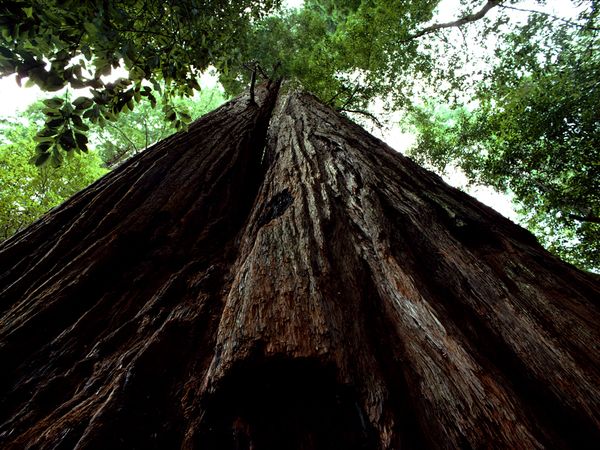 Name:  tall-tree-grove-redwood_35976_600x450[1].jpg
Views: 163
Size:  81.3 KB