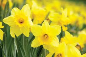 Name:  daffodil pretty.png
Views: 182
Size:  100.1 KB