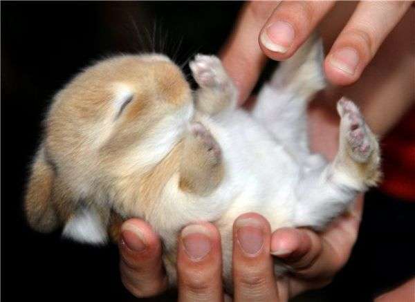Name:  my-cute-bunny-feets[1].jpg
Views: 177
Size:  23.1 KB