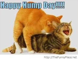 Name:  hump day kitties.jpg
Views: 175
Size:  8.6 KB