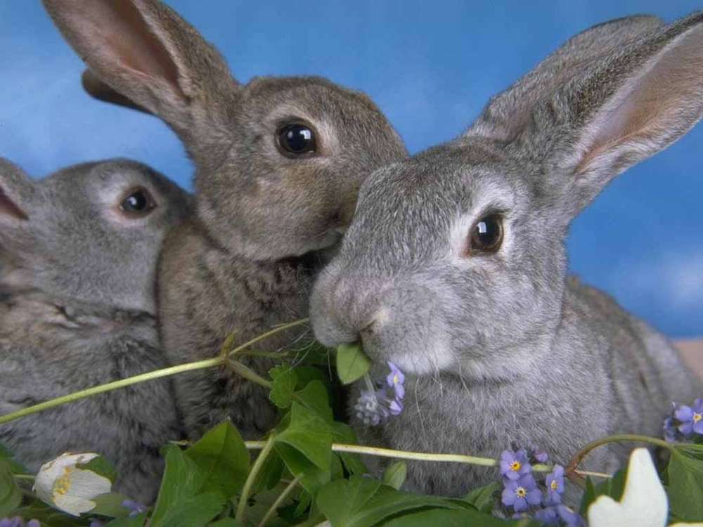 Name:  3 rabbits.jpg
Views: 115
Size:  85.2 KB