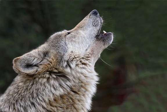 Name:  Wolf Howl.jpg
Views: 226
Size:  23.1 KB
