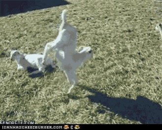 Name:  funny-animal-gifs-animal-gifs-goatstand[1].jpg
Views: 149
Size:  47.4 KB