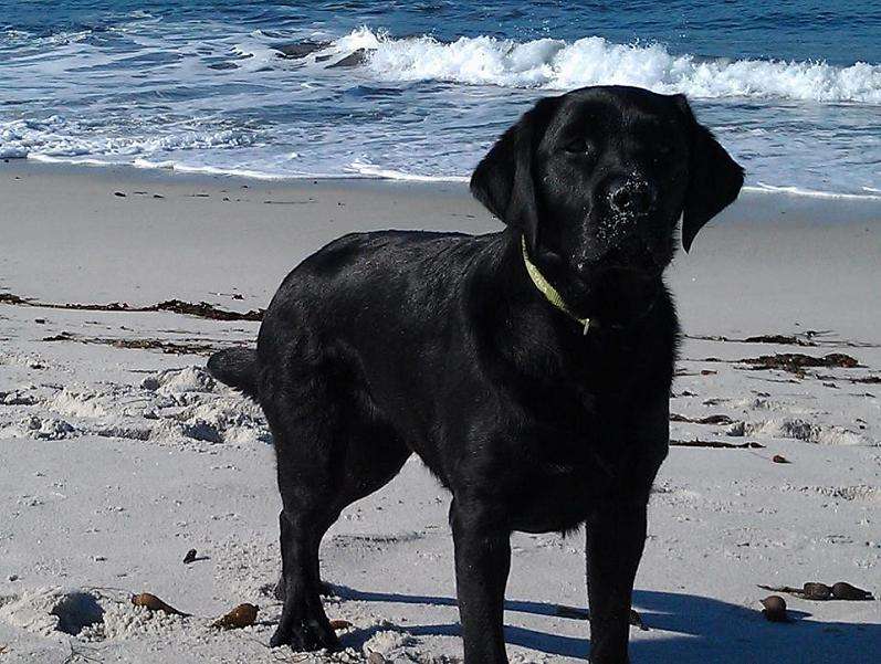 Name:  Sam @ the beach.jpg
Views: 202
Size:  87.4 KB