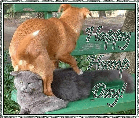 Name:  hump day dog & cat.gif
Views: 4473
Size:  123.5 KB