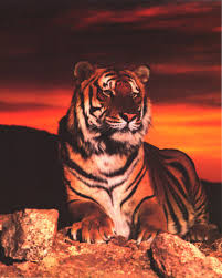 Name:  tiger sunrise.jpg
Views: 141
Size:  12.7 KB