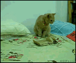 Name:  funniest-cat.gif
Views: 136
Size:  539.5 KB