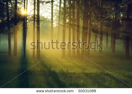 Name:  stock-photo-sun-rays-crossing-a-misty-forest-photographed-in-an-early-summer-morning-50031088.jpg
Views: 282
Size:  44.0 KB
