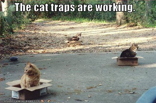 Name:  cat traps.jpg
Views: 118
Size:  39.9 KB
